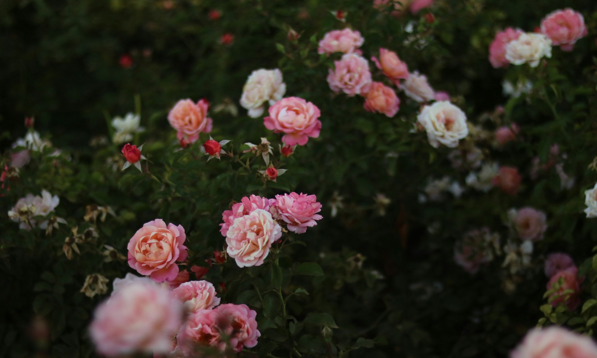 Cluster of blooming roses in shades of pink, peach, and white nestled among dense green foliage, with some buds still closed and others fully open, captured in soft natural light.