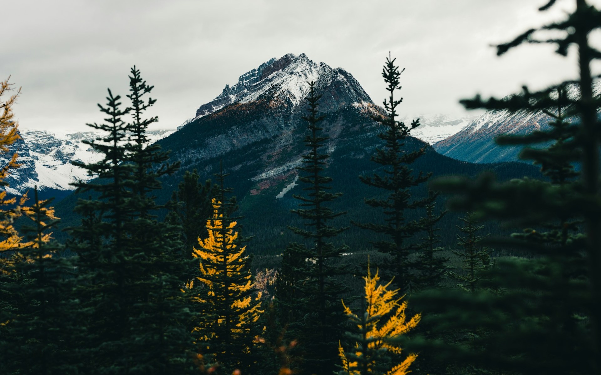 Snow-dusted mountain peak rising above a dense evergreen forest, with a few bright golden trees in the foreground. The scene is framed by dark conifer trees under a cloudy gray sky, creating a dramatic wilderness landscape.